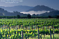 Green grape vines in vineyard and fog at sunrise, Napa Valley Wine region, Napa County, California