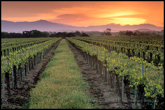 Photo: Sunrise over vineyard in spring along Refugio Road, near Santa Ynez, Santa Barbara County, California