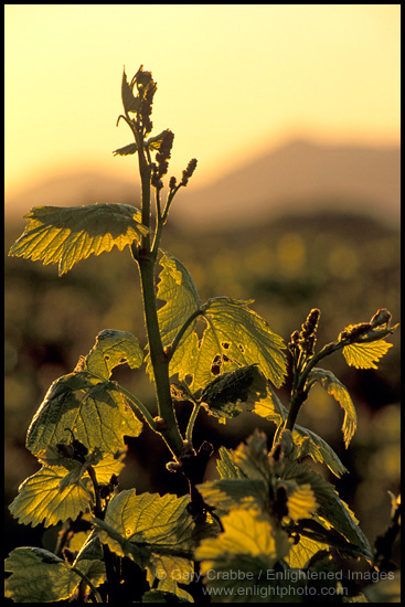 Photo: Grape vines at sunrise in vineyard along Refugio Road, near Santa Ynez, Santa Barbara County, California