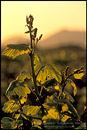 Picture: Grape vines at sunrise in vineyard along Refugio Road, near Santa Ynez, Santa Barbara County, California