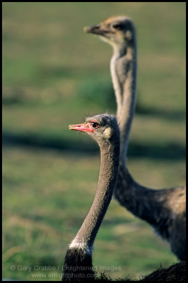 Photo: Ostrich Ranch, near Solvang, Santa Barbara County, California