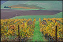 Photo: Hills and Vineyards in fall, Cambria Winery, near Santa Maria, Santa Barbara County, California