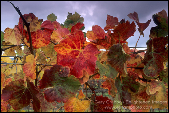 Photo: Wine grape leaves on vine in fall, Cambria Winery, near Santa Maria, Santa Barbara County, California