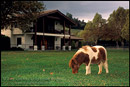 Photo: Miniature Horses at Quicksilver Ranch, Los Olivos, Santa Barbara County, California