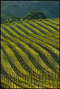Photo: Rows of wine grape vines in Vineyard in the Santa Ynez Valley, Santa Barbara County, California