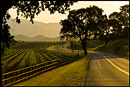 Photo: Vineyard and country road in the Santa Ynez Valley, Santa Barbara County, California