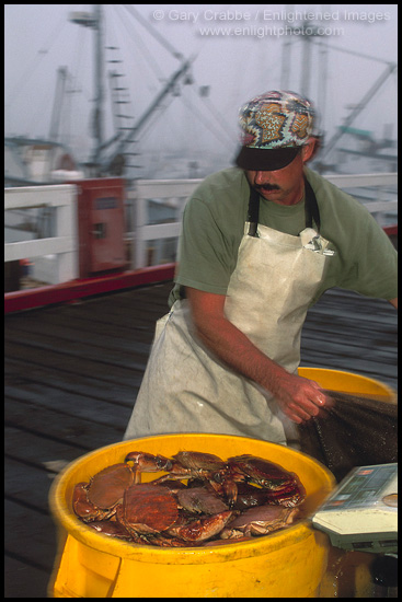Photo: Commercial fisherman weighs a bucket full of Dungeness Crab on dock in fog, Santa Barbara Harbor, California