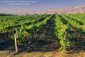 Vineyards in the Santa Maria Valley, San Luis Obispo County, CALIFORNIA