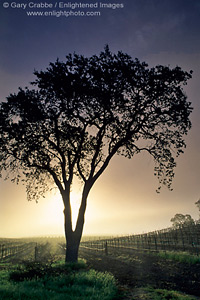 Tree at sunrise next to vineyard along Union Road, Paso Robles San Luis Obispo County, California
