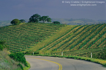 Road below grape vines on hillside vineyard, near J. Lohr, Paso Robles San Luis Obispo County, California