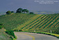 Road below grape vines on hillside vineyard, near J. Lohr, Paso Robles San Luis Obispo County, California