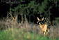 Female Doe Deer in afternoon light, Vineyard Drive, Paso Robles San Luis Obispo County, California