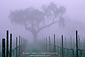 Oak tree and fog in vineyard in spring, near Villa Toscana, Paso Robles, San Luis Obispo County, California
