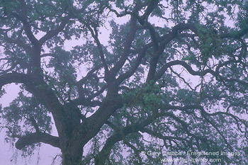 Oak tree and fog in spring, near Villa Toscana, Paso Robles, San Luis Obispo County, California