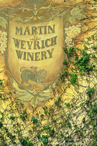 Ivy grows on painted wall at Martin - Weyrich Winery, Paso Robles, San Luis Obispo County, California