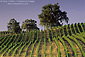 Vineyards at Summerwood Winery, Paso Robles, San Luis Obispo County, California
