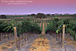 Evening light over vineyards at Villa Toscana, Paso Robles, San Luis Obispo County, California
