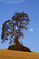Moon and oak tree, Paso Robles, San Luis Obispo County, California