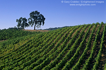 Tablas Creek Vineyards, Adelaida Road, Paso Robles, San Luis Obispo County, California