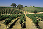 Vineyards in summer, Paso Robles, San Luis Obispo County, California