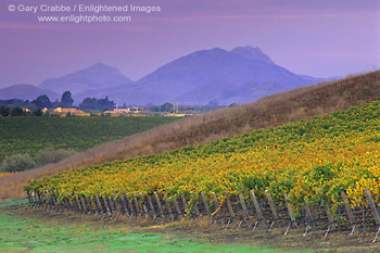 Vineyards in fall, Edna Valley, San Luis Obispo County, California