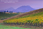 Vineyards in fall, Edna Valley, San Luis Obispo County, California