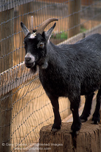 Goat in petting area, Avila Barn, near Avila Beach, San Luis Obispo County, California