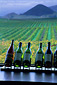 Wine bottles on display at Edna Valley Vineyards tasting room, Edna Valley, near San Luis Obispo, San Luis Obispo County, California