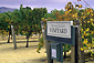 Demonstration grape vines Edna Valley Vineyards, Edna Valley, near San Luis Obispo, San Luis Obispo County, California