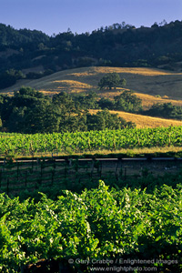 Vineyards and hills in summer, Knights Valley, Sonoma County, California