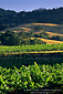 Vineyards and hills in summer, Knights Valley, Sonoma County, California