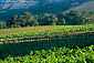 Summer vinyard and hills in the Knights Valley, Sonoma County, California