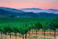 Fog at dawn over vineyard in summer, Alexander Valley, near Asti, Sonoma County, California