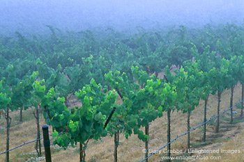 Vineyard in fog, Alexander Valley, Sonoma County, California