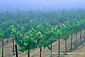 Vineyard in fog, Alexander Valley, Sonoma County, California