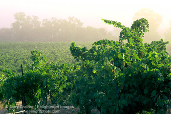 Vineyard in fog at sunrise, near Asti, Alexander Valley, Sonoma County, California