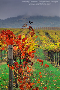 Storm clouds over vineyard in fall, near Asti, Alexander Valley, Sonoma County, California