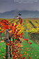 Storm clouds over vineyard in fall, near Asti, Alexander Valley, Sonoma County, California