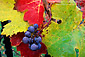 Red wine grapes and leaves on vine in fall, Alexander Valley vineyard in autumn, Sonoma County, California