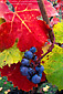 Fall colors on wine grape leaves vine in autumn, Alexander Valley, Sonoma County, California