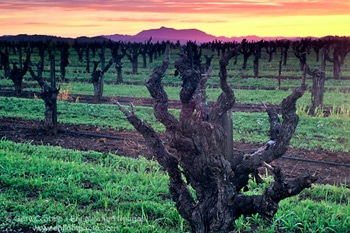 Old Cabernet grape vines in vineyard at sunrise in winter, Dry Creek, Sonoma County, Califonria