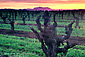 Old Cabernet grape vines in vineyard at sunrise in winter, Dry Creek, Sonoma County, Califonria