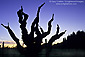 Old twisted cabernet grape vine at sunrise in winter, Dry Creek Valley, Sonoma County, California
