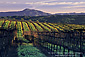 Vineyard and Mount St. Helena in winter, Dry Creek, Sonoma County, California
