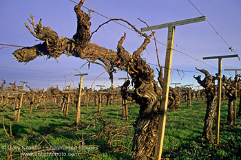 Barren grape vine in winter vineyard in the Dry Creek Valley, Sonoma County, California
