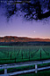 Moonset at dawn over vineyard in the Valley of the Moon, Sonoma County, California