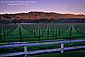 Moonset at dawn over vineyard, Valley of the Moon, Sonoma County, California