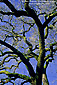 Oak Tree in winter, Sonoma Valley, California