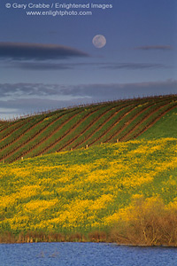 Full moon rising over vineyard and mustard on hill in the Carneros Region, Sonoma County, California