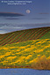 Full moon rising over vineyard and mustard on hill in the Carneros Region, Sonoma County, California